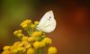 Small butterfly on flower