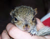 Squigy the Squirrel