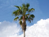 Palm Tree