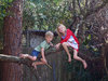 Monkeys in a tree