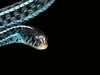 Garter Snake