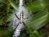 Freaky Spider