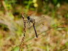 Little dragon fly