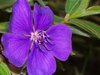 Purple FLower