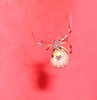 Brown Widow Spider