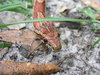 red rat snake