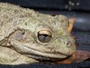 Big Ole Frog