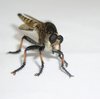 Robber Fly