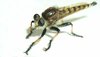 Robber Fly
