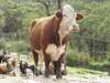 Cattle