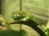 Frog Sleeping Zzzzz