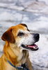 Pet Dog