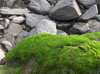 Rock Gathers Moss