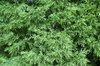 Cyprus Pine