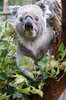Koala Eating