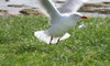 Seagull - No Feet