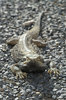 Lizard