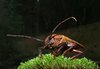 Cockroach