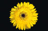 Gerbera Flower