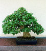 Little trees