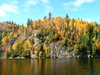 Sunny autumn forest