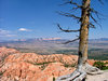 Tree and canyon