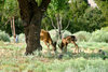 Deers