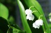 lilies of the valley
