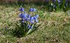 blue flower