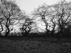 trees