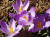 crocuses