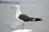 seagulls