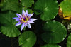 water lily