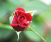 rose bud