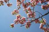 florescence