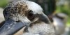 Kookaburra