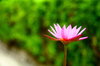 Waterlily 4