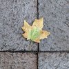 Maple Leaf