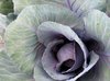 red cabbage