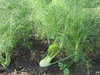 organic fennel field