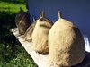 Beehives