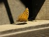 Butterfly 2