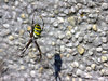 Bugs 1