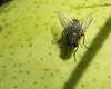 Bugs 4