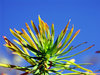 Plants 4