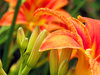 Plants 6