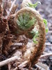 Fern