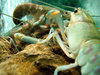 Lobsters