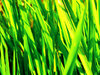 Green Explosion