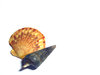 Shells